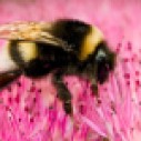 6067-bumblebees