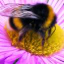 bombus-terrestris-buff-tailed-bumblebee-1-w800h400