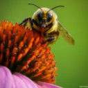 Backyard Bumblebee on Coneflower (Head-On)