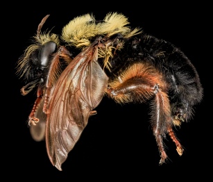 bee-mimic fly
